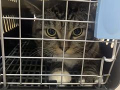 -瑞派蒂凯宠物医院·免疫点·宠保定点