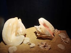 -亚龙湾中心广场·贝壳馆