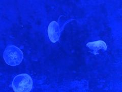 -暹罗海洋世界