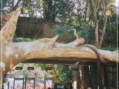 -西双版纳原始森林公园