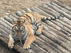 -大连森林动物园