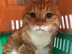 -纳吉亚猫专科动物医院·北北分院
