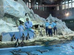 -帝企鹅自助餐厅•儿童岛•真企鹅(长隆企鹅酒店)