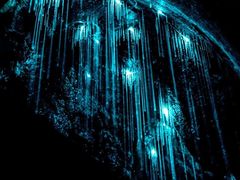 -怀托摩萤火虫洞