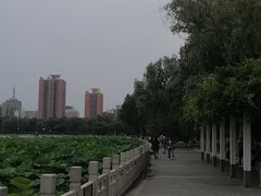 -莲花池公园