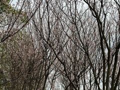 -洋湖国家湿地公园