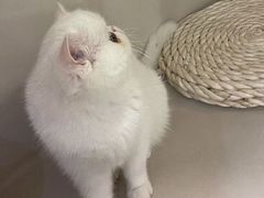 -More Fun猫咖 二十只万元加菲主题
