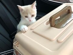 -东方名猫馆·英短金渐层布偶猫舍(环线广场1号楼店)