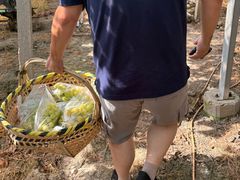 -马陆小张葡萄园农家乐