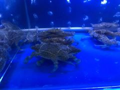 -QQ海鲜餐厅