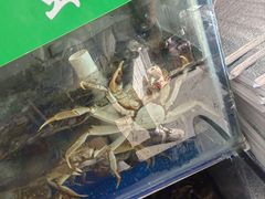 -阳澄湖大闸蟹·琼灵阁牌品牌连锁(吴中总店)