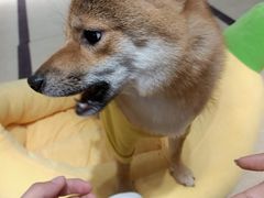 -逗柴咖啡屋·狗咖猫咖宠物桌游