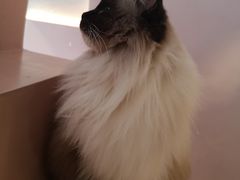 -猫儿山۰猫主题餐厅