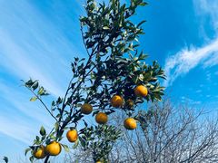 -红莲湖旅游度假区