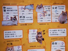 -滚猫咖啡·猫咖·猫友好撸猫(未来城店)