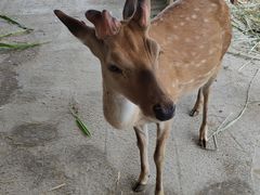 -鹿境梅花鹿生态园区