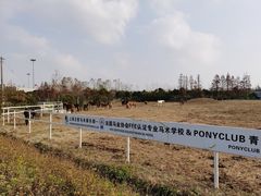 -上海长兴岛郊野公园