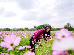 -田园东方蜜桃村的田野营地