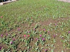 -长春公园(普阳街道)