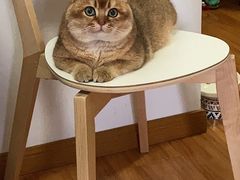 -东方名猫馆·英短金渐层布偶猫舍(环线广场1号楼店)