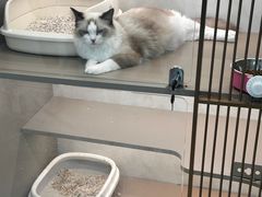 -翊宠yipet猫狗购宠庄园犬舍•猫舍