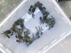 -乡乐园蟹庄·阳澄湖农家乐