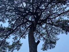 -秦岭终南山世界地质公园翠华山景区