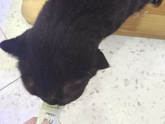 -喵园·猫主题咖啡厅·撸猫·猫咖(国贸店)