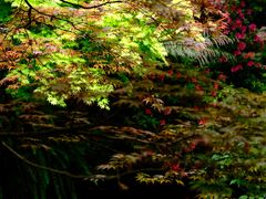 -南山植物园