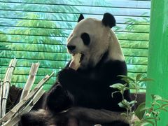 -灵玲国际马戏城