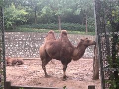 -石家庄市动物园