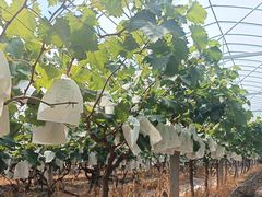 -马陆小张葡萄园农家乐