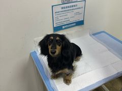-美联众合动物医院·24h转诊中心