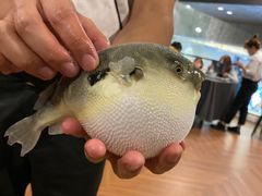 -肆月河豚·新淮扬(金融街店)