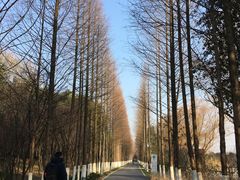 -昆山城市生态森林公园