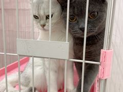 -酷豆宠物咖啡·宠物美食·撸猫馆