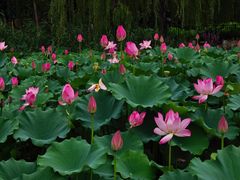 -珠海圆明新园