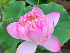 -陈家山荷花公园