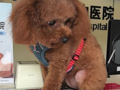 -艾贝尔宠物医院 ·内科全科(梁溪路店)