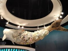 -贝林大翅鲸简餐厅(国家海洋博物馆店)