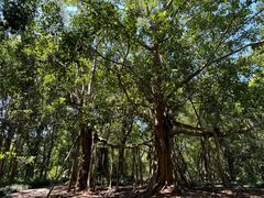 -中国科学院西双版纳热带植物园