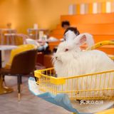 探店小记｜除了撸猫撸狗，还可以撸兔兔