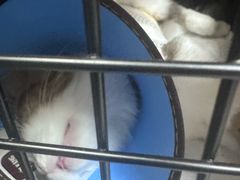 -联合动物医院(光谷诊疗中心)