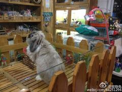 -宠物兔专门店(天丰利市场店)