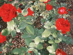 -上海植物园-4号门售票处