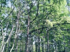-黑龙江省森林植物园