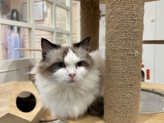 -楼上猫咖(罗湖店)