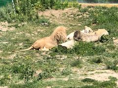 -新疆天山野生动物园