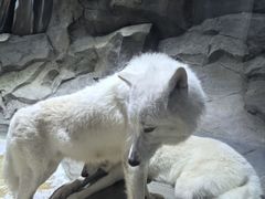 -海合安成都极地海洋公园