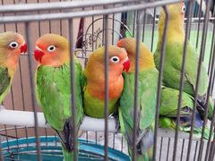 -白塘生态植物园